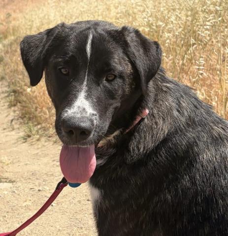 Shelter Stray Female Dog last seen OS - 2724 JERRY AVE LAKE ISABELLA CA 93240, Lake Isabella, CA 93240