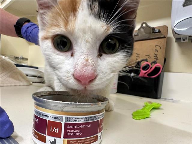 Shelter Stray Female Cat last seen FREMONT BLVD, Fremont, CA 94538