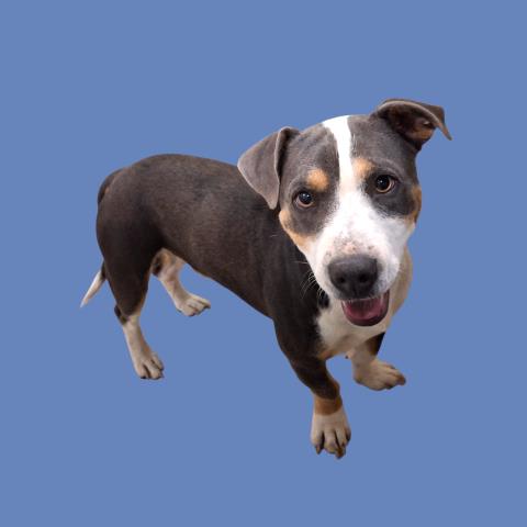 Shelter Stray Male Dog last seen OS - 2724 JERRY AVE LAKE ISABELLA CA 93240, Lake Isabella, CA 93240