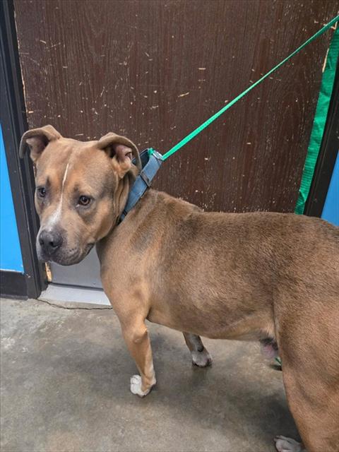 Shelter Stray Male Dog last seen MT VERNON BAKERSFIELD, Bakersfield, CA 93307