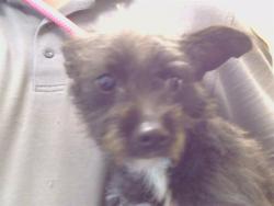 Shelter Stray Female Dog last seen HOOD FRANKLIN RD/RIVER RD, 95639, Sacramento, CA 95827