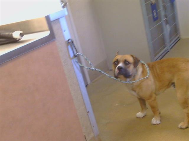 Shelter Stray Male Dog last seen HOOD FRANKLIN RD/RIVER RD, 95639, Sacramento, CA 95827
