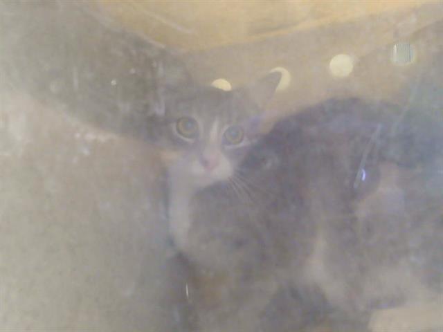Shelter Stray Female Cat last seen 45TH AVE/37TH ST, 95824, Sacramento, CA 95827