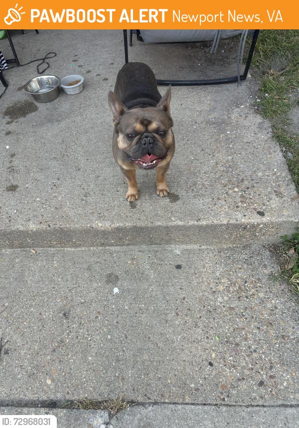 Found/Stray Male Dog last seen Newsome Drive , Newport News, VA 23607