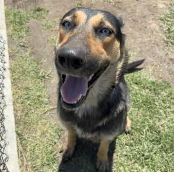 Shelter Stray Female Dog last seen Near BLOCK OLEANDER AVE, PERRIS, CA, Jurupa Valley, CA 92509