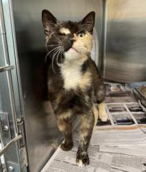 Shelter Stray Female Cat last seen , Los Angeles, CA 90031