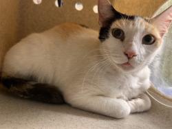 Shelter Stray Female Cat last seen Near BLOCK KNOWLWOOD CT, EASTVALE CA 92880, Jurupa Valley, CA 92509