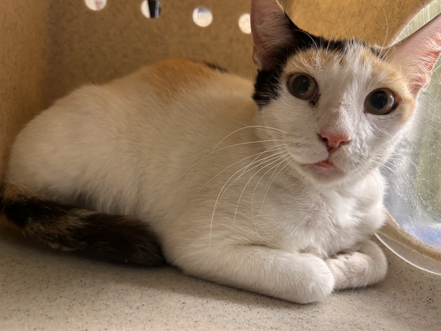 Shelter Stray Female Cat last seen Near BLOCK KNOWLWOOD CT, EASTVALE CA 92880, Jurupa Valley, CA 92509