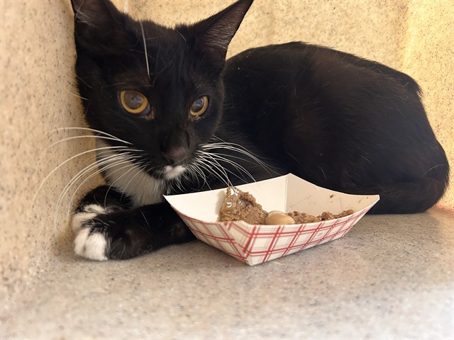 Shelter Stray Female Cat last seen Near BLOCK LIME ST, RIVERSIDE CA 92501, Jurupa Valley, CA 92509