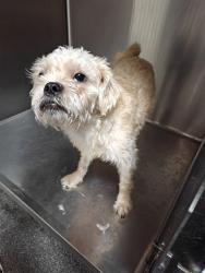 Shelter Stray Male Dog last seen , Los Angeles, CA 90031