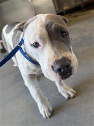 Shelter Stray Female Dog last seen Near BLOCK N PALM AVE, HEMET, CA, San Jacinto, CA 92582