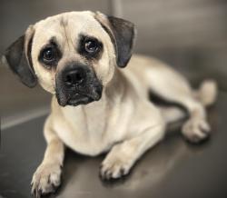 Shelter Stray Male Dog last seen , Los Angeles, CA 90031