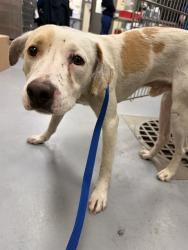 Shelter Stray Male Dog last seen Near BLOCK BENSON ST, PERRIS CA 92570, San Jacinto, CA 92582