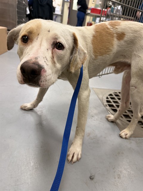 Shelter Stray Male Dog last seen Near BLOCK BENSON ST, PERRIS CA 92570, San Jacinto, CA 92582