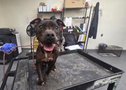 Shelter Stray Male Dog last seen , Los Angeles, CA 90031