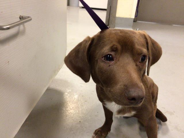 Shelter Stray Male Dog last seen CAWSTON AVE/7TH ST, SAN JACINTO CA 92583, San Jacinto, CA 92582