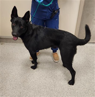 Shelter Stray Male Dog last seen BRUCEVILLE RD / WHITELOCK PKWY, Elk Grove, CA 95624