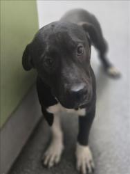 Shelter Stray Male Dog last seen , Los Angeles, CA 90031