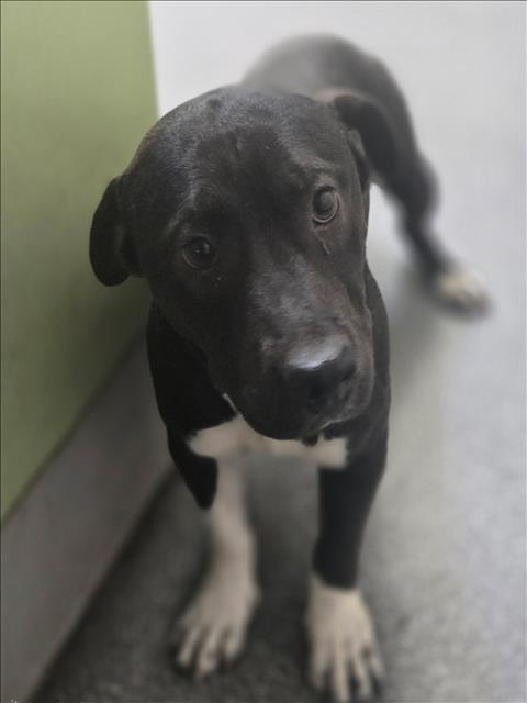 Shelter Stray Male Dog last seen , Los Angeles, CA 90031