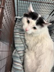 Shelter Stray Male Cat last seen , Chatsworth, CA 91311