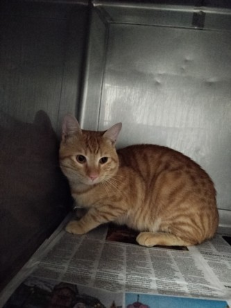 Shelter Stray Male Cat last seen , West Valley Animal Shelter, 20655 Plummer St, Chatsworth, CA 91311, USA