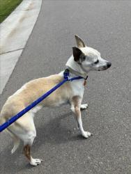 Shelter Stray Male Dog last seen Near BLOCK W LONGLEAF ST, WICHITA KS 67205, Wichita, KS 67219