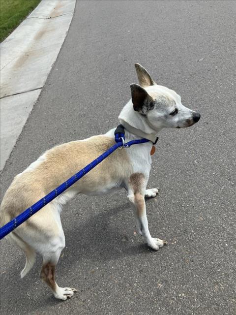 Shelter Stray Male Dog last seen Near BLOCK W LONGLEAF ST, WICHITA KS 67205, Wichita, KS 67219