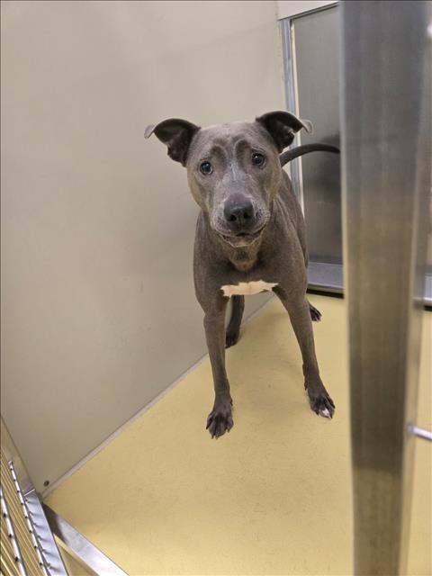 Shelter Stray Female Dog last seen Near BLOCK N GREENWICH RD, WICHITA KS 67226, Wichita, KS 67219