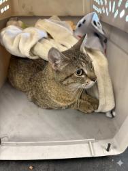 Shelter Stray Female Cat last seen , Chatsworth, CA 91311