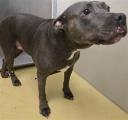 Shelter Stray Female Dog last seen Near BLOCK N GREENWICH RD, WICHITA KS 67226, Wichita, KS 67219