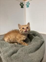Shelter Stray Male Cat last seen Near BLOCK E 2ND ST N, WICHITA KS 67214, Wichita, KS 67219