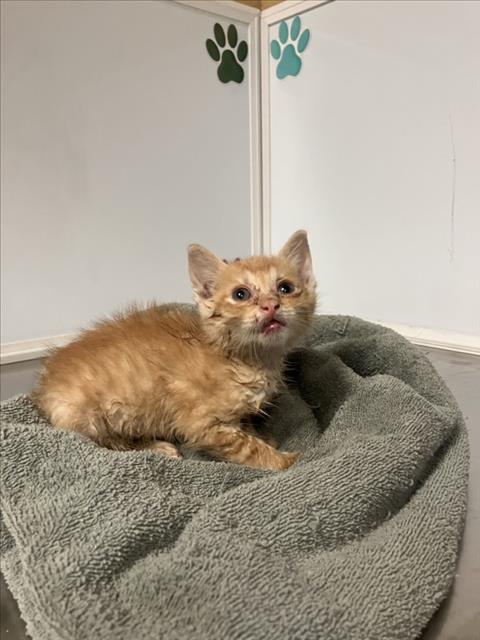 Shelter Stray Male Cat last seen Near BLOCK E 2ND ST N, WICHITA KS 67214, Wichita, KS 67219