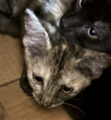Shelter Stray Female Cat last seen , Chatsworth, CA 91311