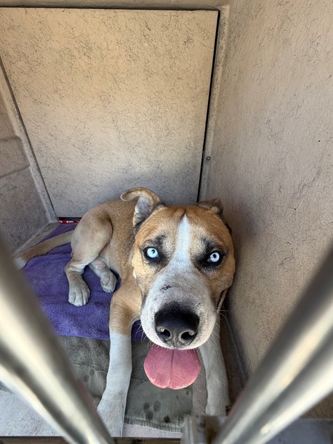 Shelter Stray Male Dog last seen , Chula Vista, CA 91911