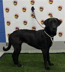 Shelter Stray Female Dog last seen CHANCEY RD AND FREEFALL AVE, Land O' Lakes, FL 34638