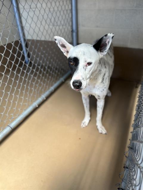 Shelter Stray Female Dog last seen MAIN ST AND 4TH AVE, Chula Vista, CA 91911