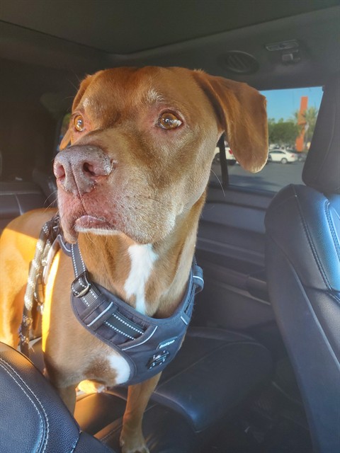 Shelter Stray Male Dog last seen ESTANCIA/IRVINE BLVD, 92602, Irvine, CA 92618