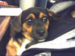 Shelter Stray Male Dog last seen SAN MATEO & MCCLEOD NE, Albuquerque, NM 87112