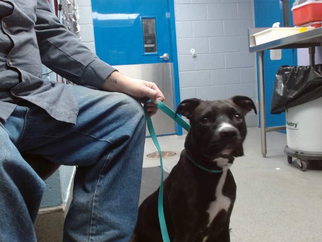 Shelter Stray Male Dog last seen Near BLOCK ALISO DR NE, Albuquerque, NM 87112