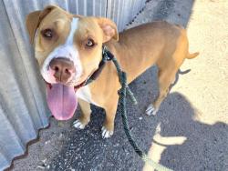Shelter Stray Female Dog last seen SEE NOTE, Albuquerque, NM 87112