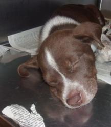 Shelter Stray Male Dog last seen , Los Angeles, CA 91405