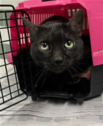 Shelter Stray Unknown Cat last seen , Los Angeles, CA 91405