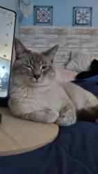 Lost Male Cat last seen Cr blvs, Coon Rapids, MN 55433