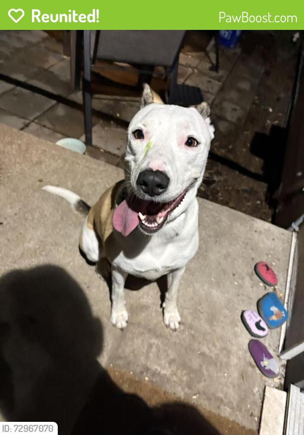 Reunited Female Dog last seen 62nd and Sprague, Omaha, NE 68104