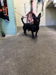 Shelter Stray Male Dog last seen 26TH ST & 2ND AVE, Sacramento, CA 95818