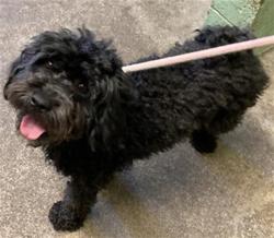 Shelter Stray Male Dog last seen SENATOR AVE & NATOMA ST, Sacramento, CA 95818