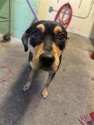 Shelter Stray Female Dog last seen EHRHARDT AVE & CENTER PKWY, Sacramento, CA 95818