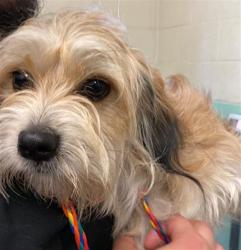 Shelter Stray Male Dog last seen PARK RD & ROSE ST, Sacramento, CA 95818