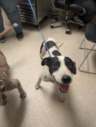 Shelter Stray Female Dog last seen Near BLOCK SANFORD DR, BAKERSFIELD CA 93308, Bakersfield, CA 93308