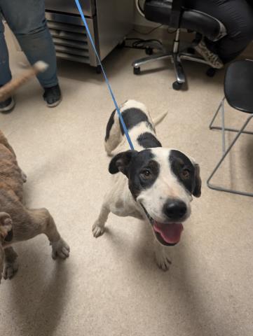 Shelter Stray Female Dog last seen Near BLOCK SANFORD DR, BAKERSFIELD CA 93308, Bakersfield, CA 93308